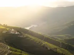 Touring Douro Wine Country - copy - copy - copy