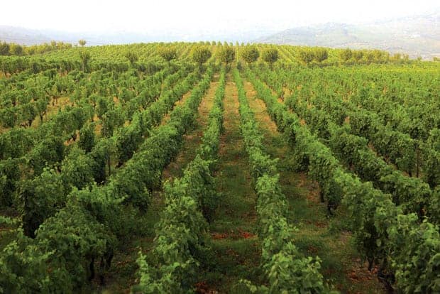 Quintadapacheca Vinhas2