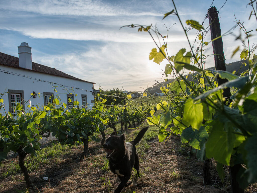 morgadio da calcada r o revelador 2014 4931