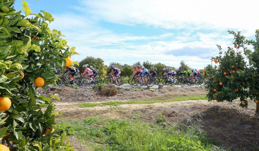 peloton orange trees